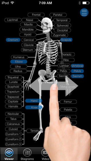 movable anatomy model online